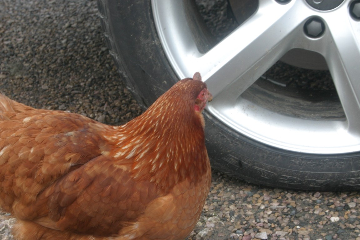 Chicken Inspecting Tim's Car